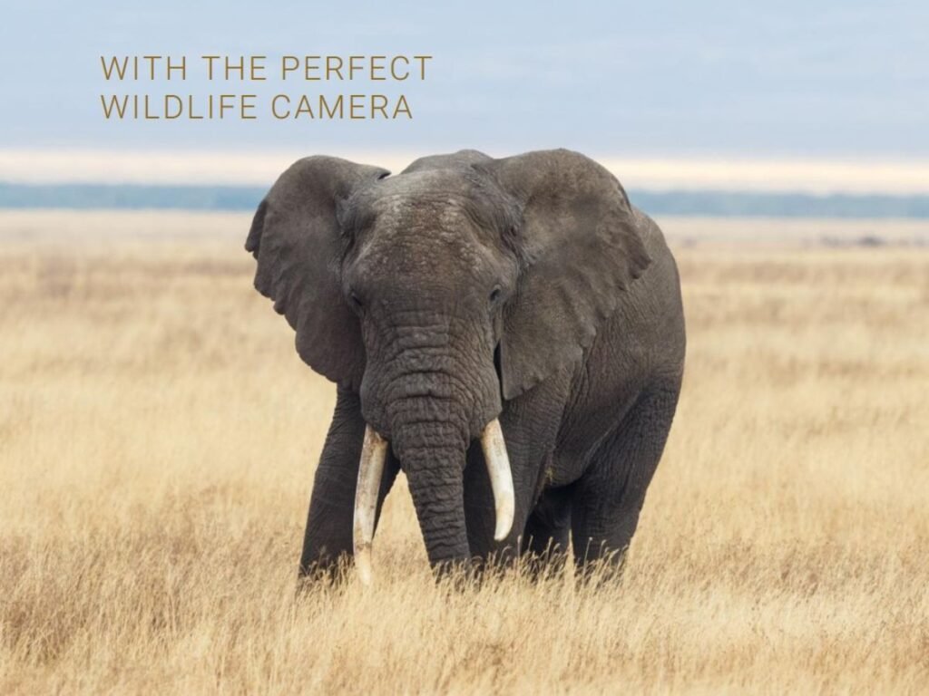 Perfect Wildlife Camera